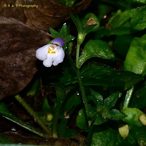 {Mazus pumilus}
